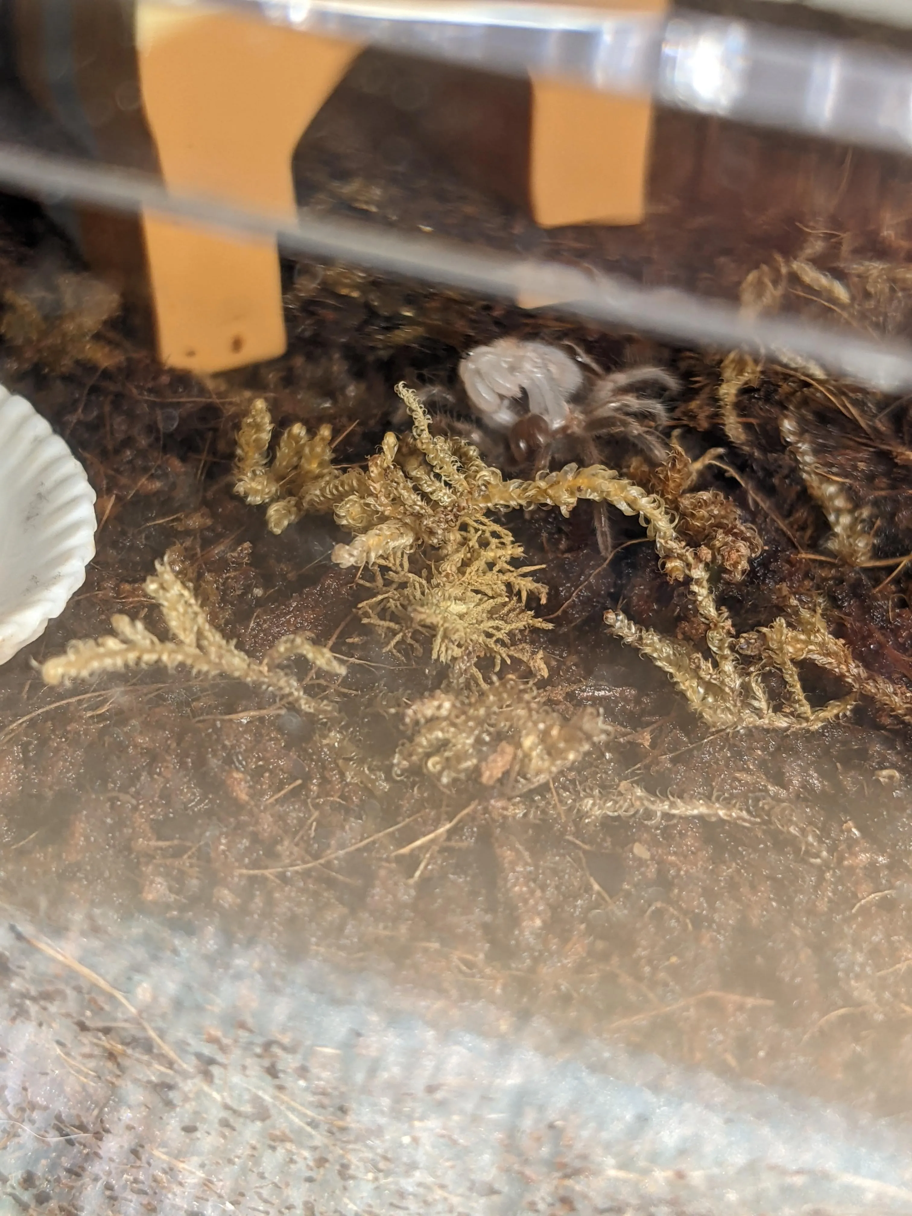 16354 tarantula environment molting