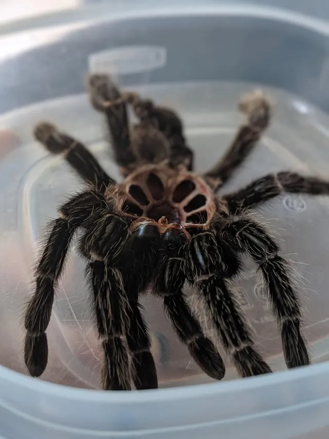 /img/16354-tarantula-molting-frequency.webp