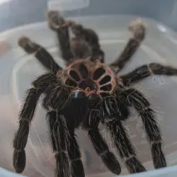 /img/16354-tarantula-molting-frequency.webp