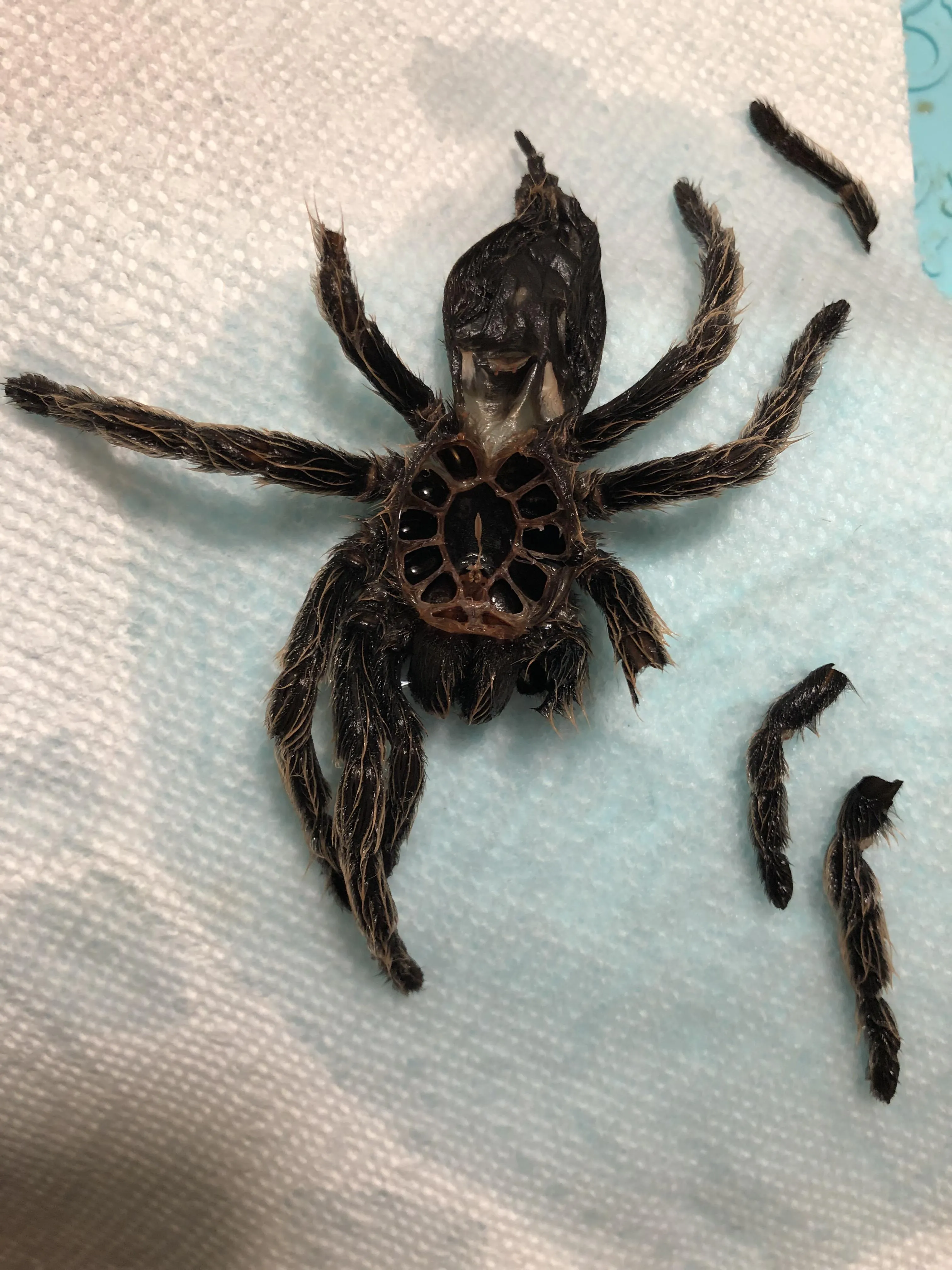 16354 tarantula vulnerable molting