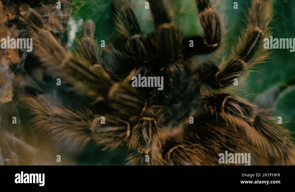 16355 tarantula hilversum diet