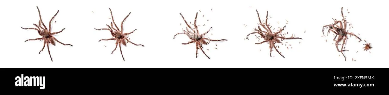 16355 tarantula hilversum humidity