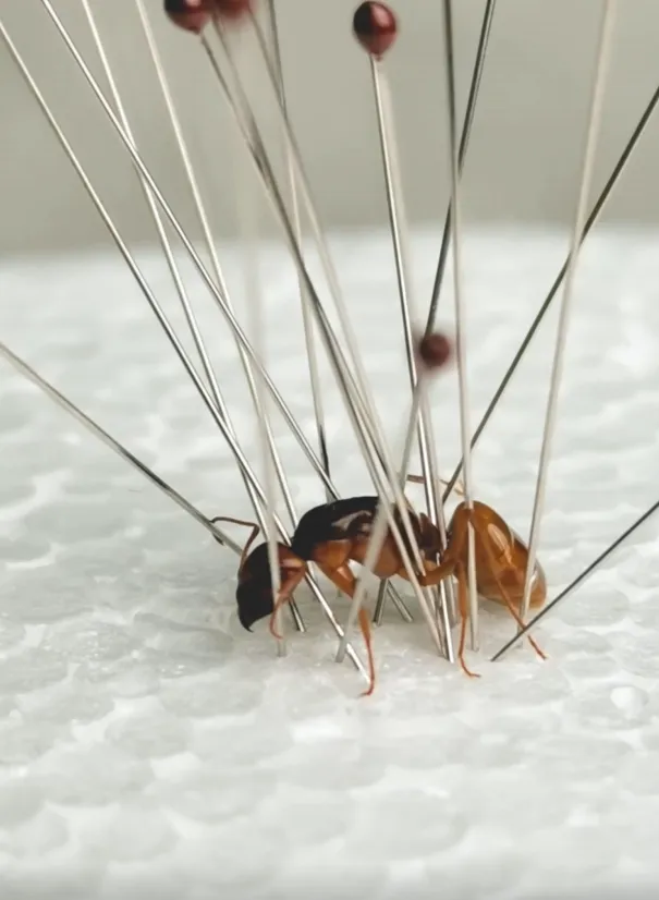 16355 tarantula hilversum substrate