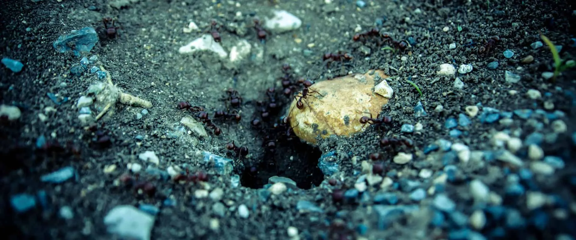 16355 tarantula hilversum temperature