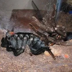 16356 feeding tarantula