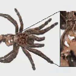 /img/16356-handling-tarantula.webp