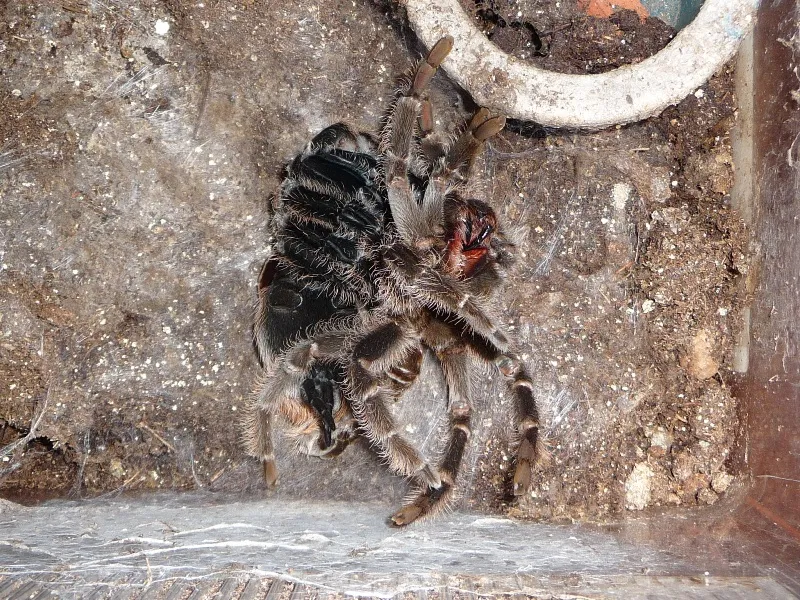 16356 molting environment