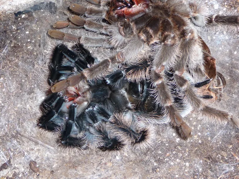 16356 pre molting tarantula