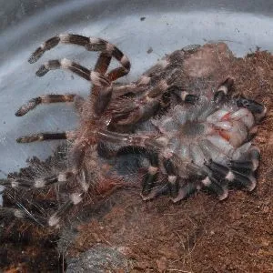 16356 stuck molt tarantula