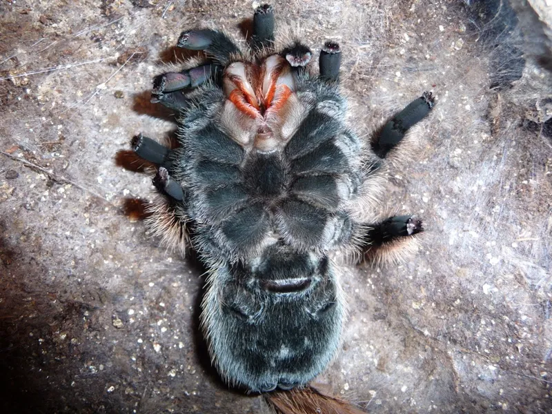 16356 tarantula molting humidity