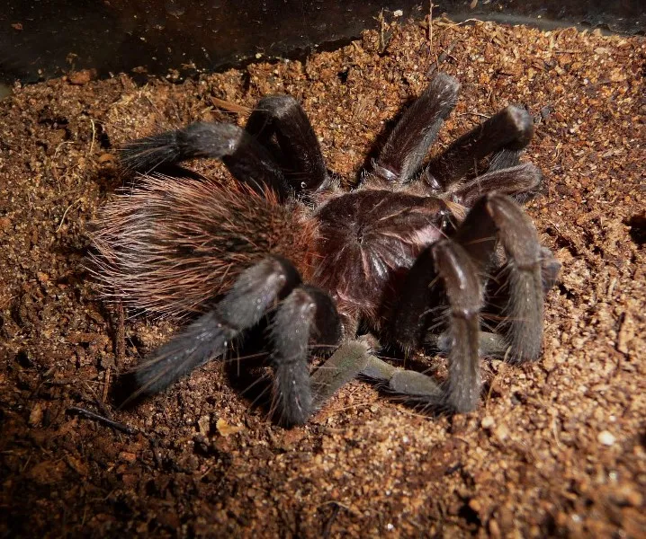 16356 tarantula molting process