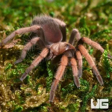 16357 curly hair tarantula eggsac