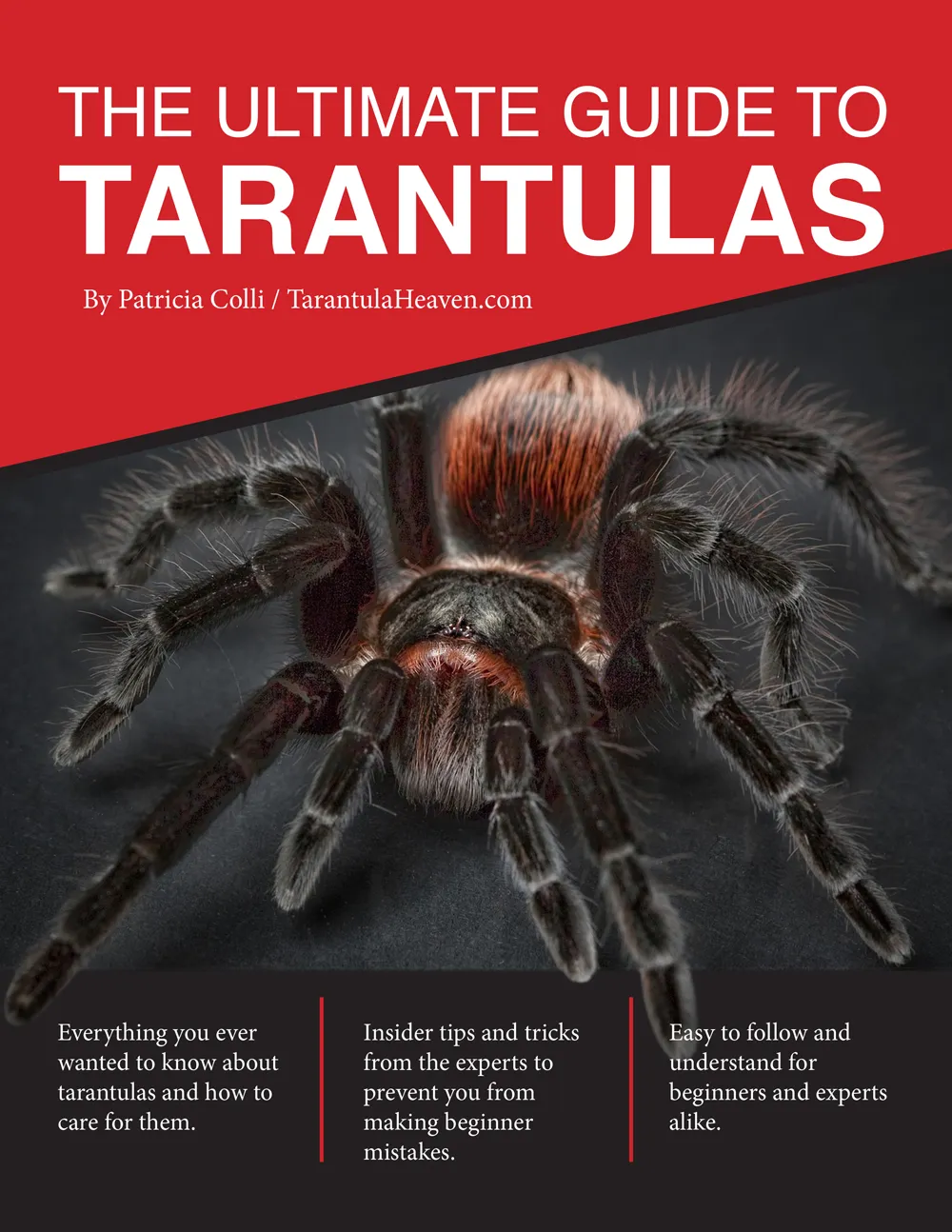 16361 tarantula closeup