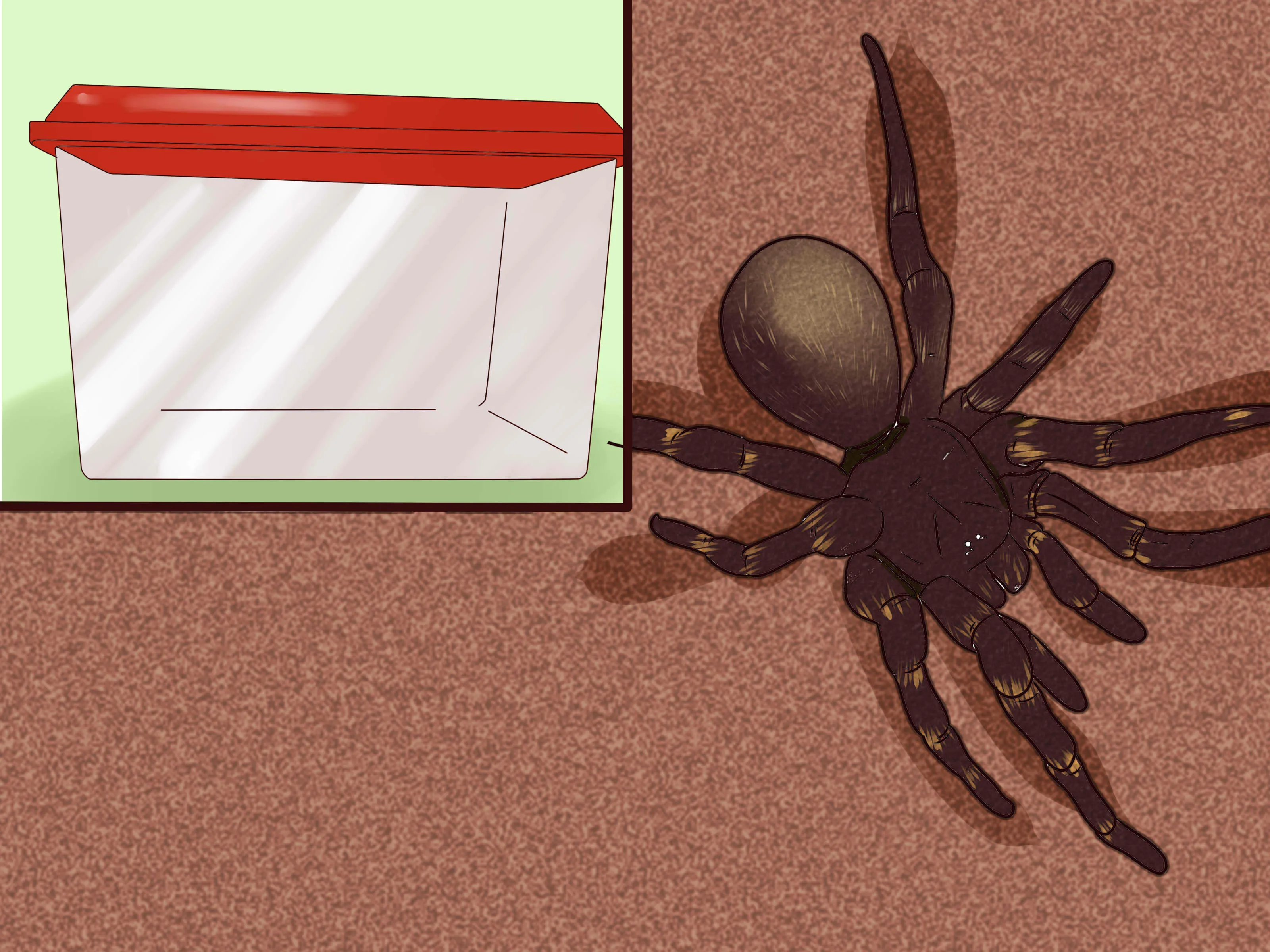 /img/16361-tarantula-handling.webp