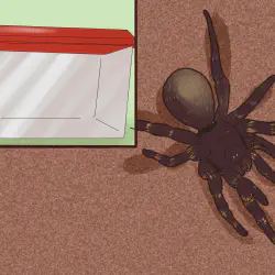 /img/16361-tarantula-handling.webp