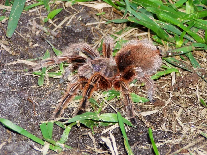 16361 tarantula spiderlings
