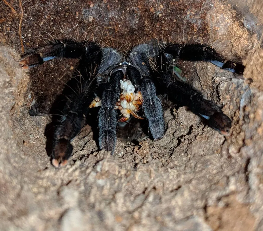 16362 healthy tarantula