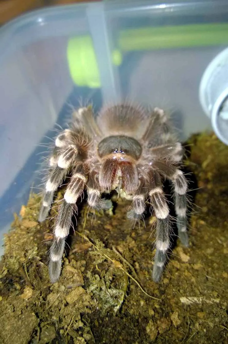 16362 tarantula eating cricket
