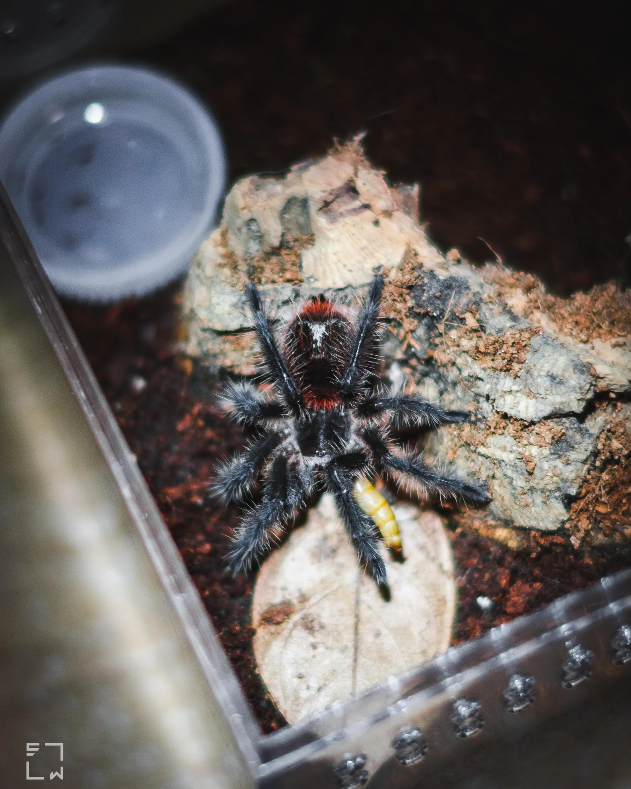 /img/16362-tarantula-molting.webp