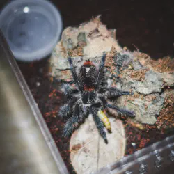 /img/16362-tarantula-molting.webp