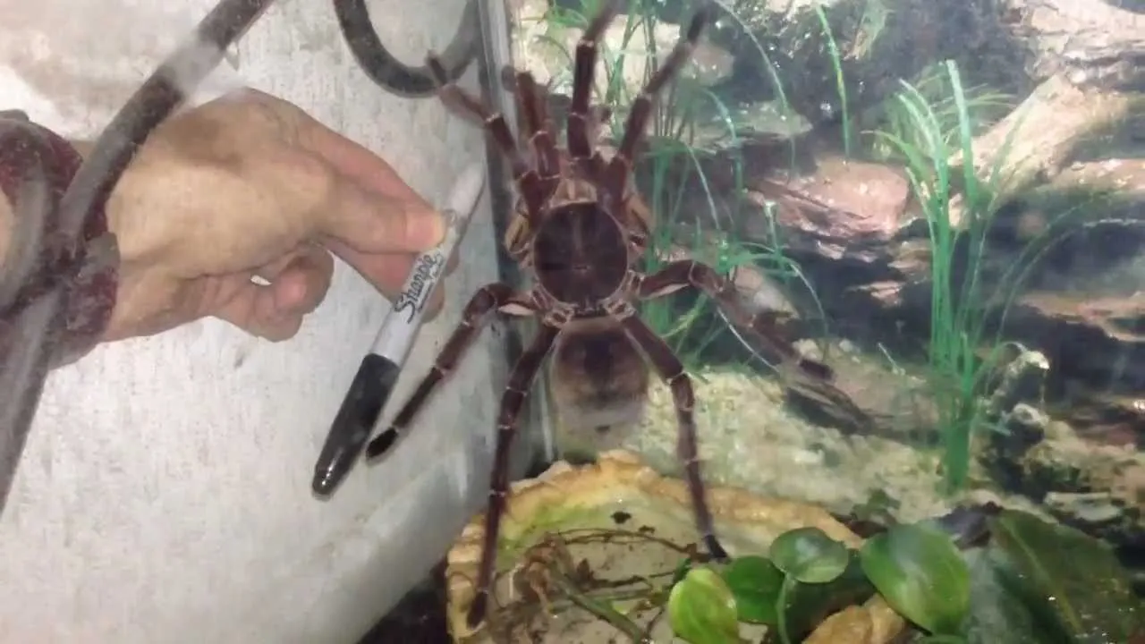 /img/16363-goliath-birdeater-conservation.webp