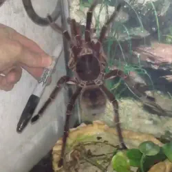 /img/16363-goliath-birdeater-conservation.webp