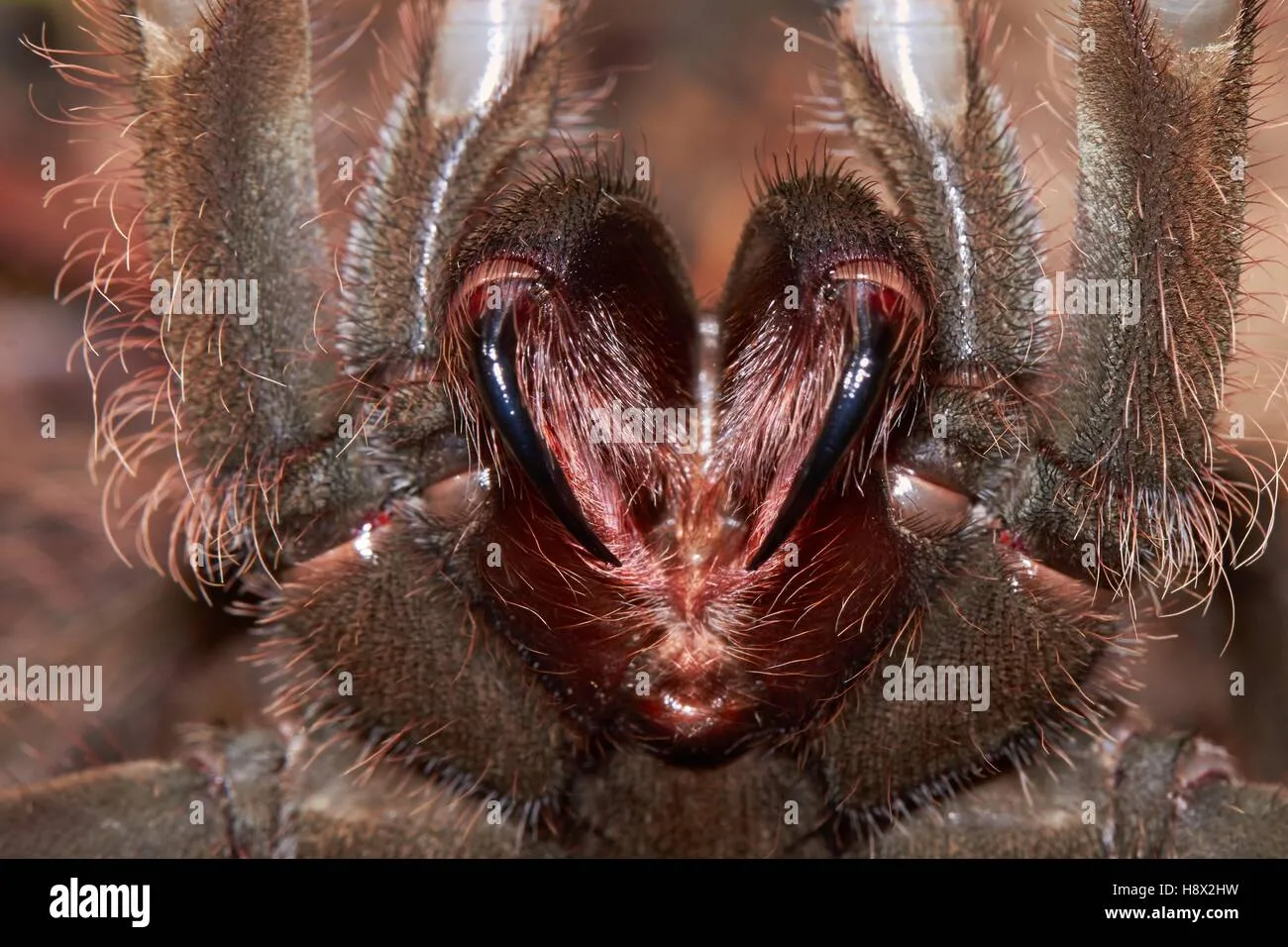 16363 goliath birdeater lifespan