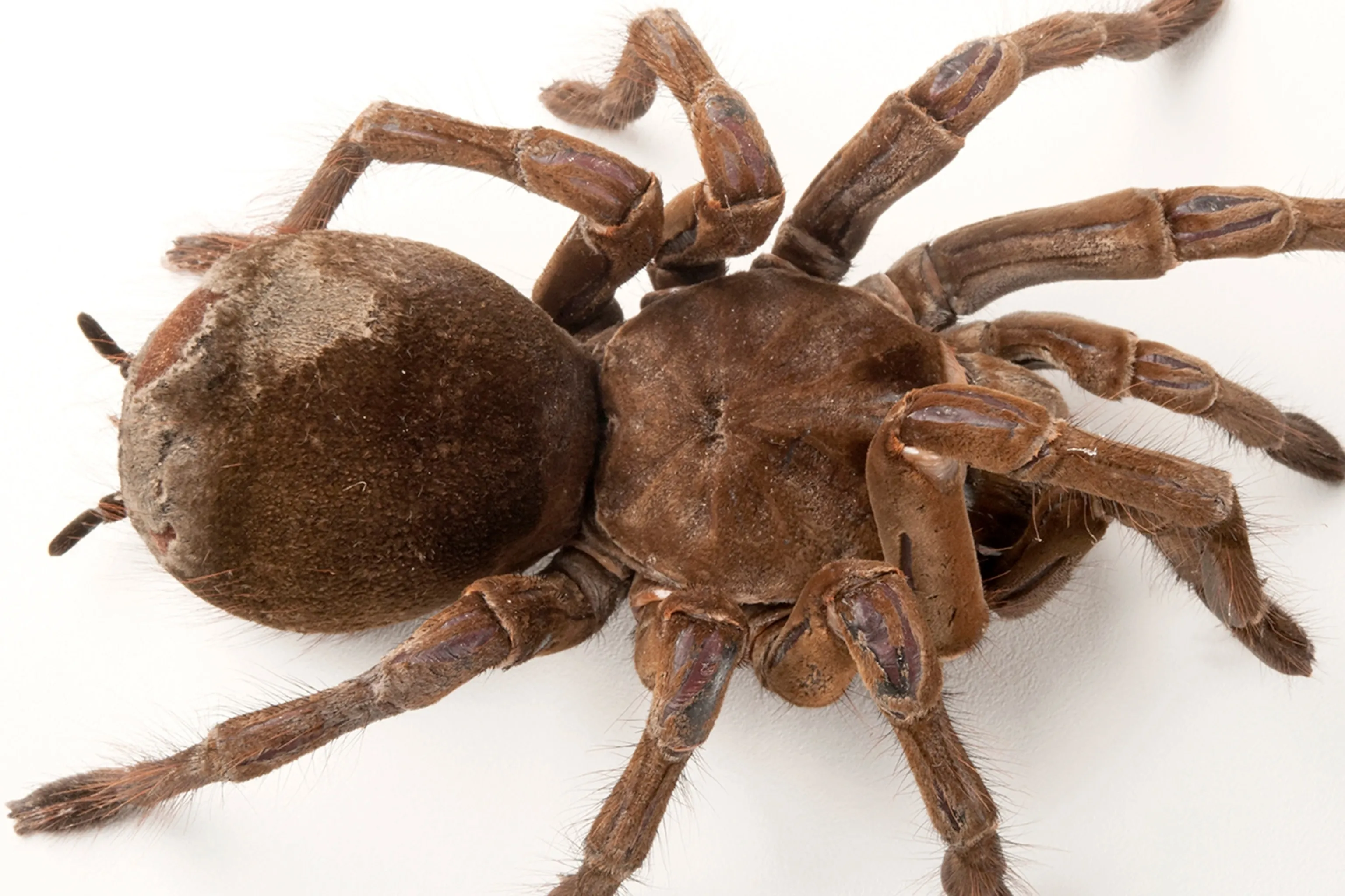 16363 goliath birdeater size