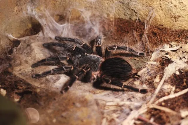16364 tarantula behavior
