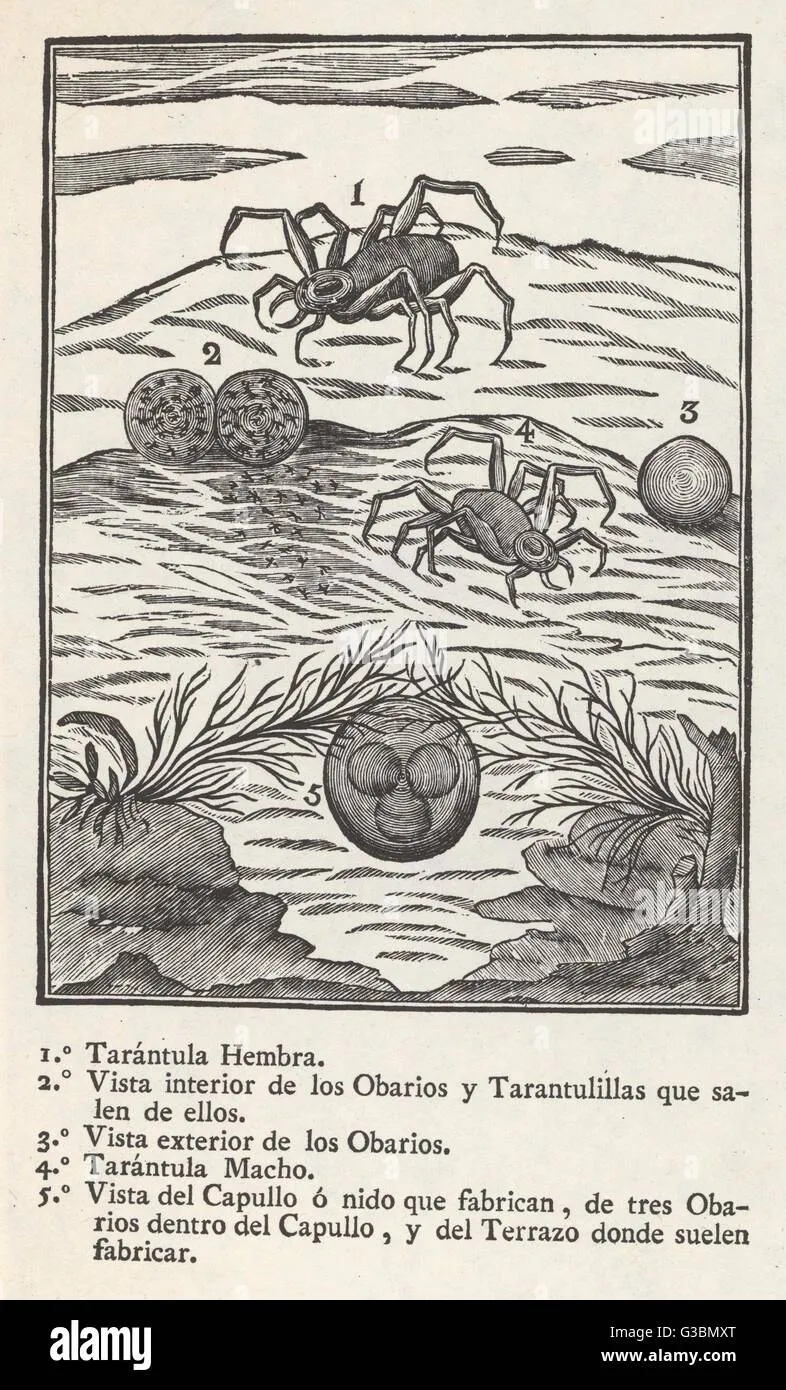 16365 tarantula espana behavior