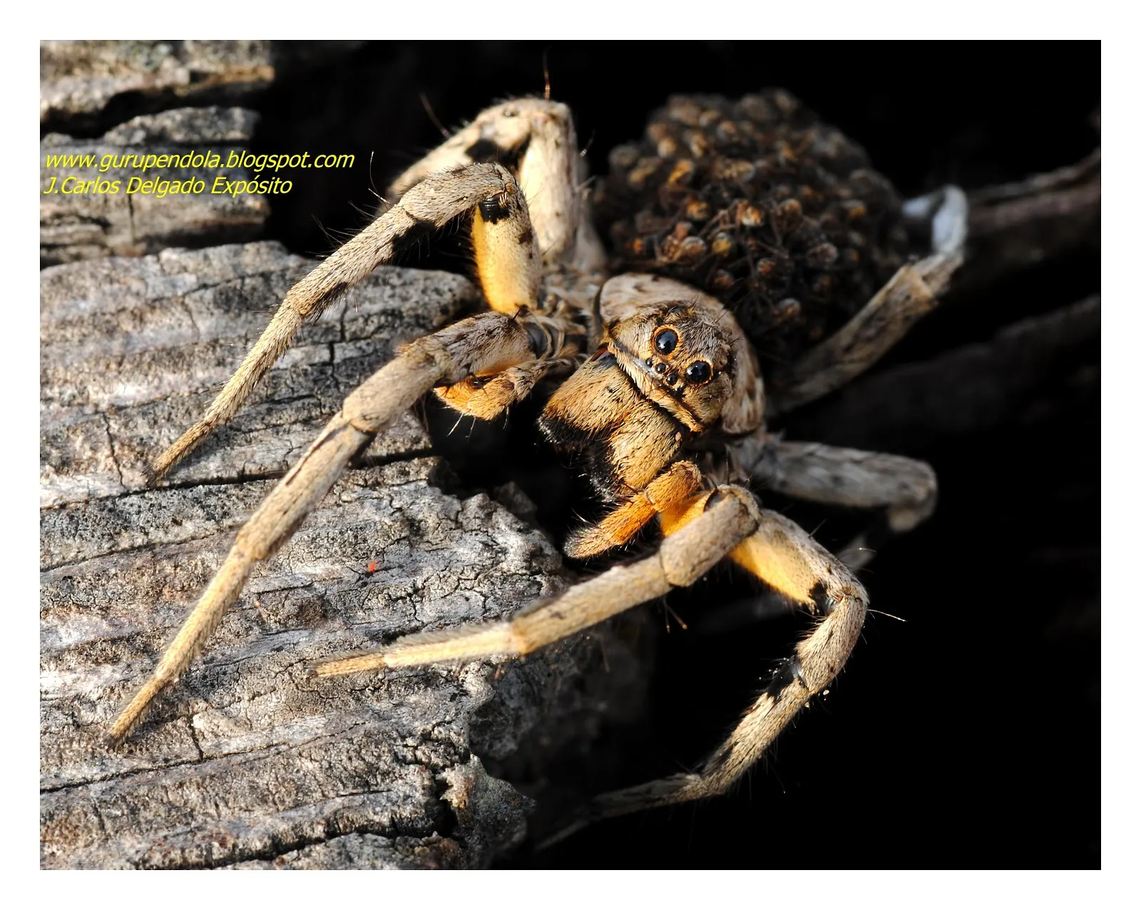 16365 tarantula espana conservation