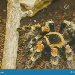 /img/16365-tarantula-espana-pet.webp