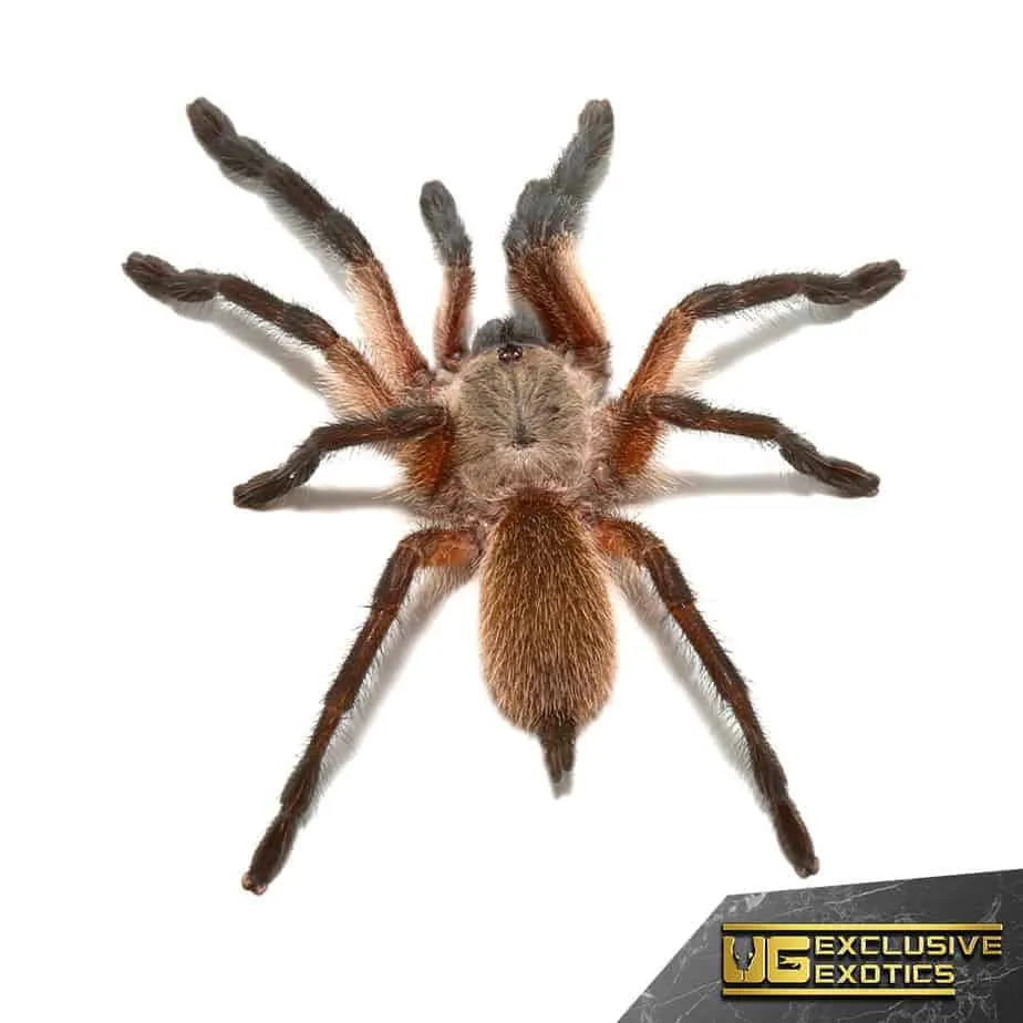 16367 blue baboon tarantula aggressive