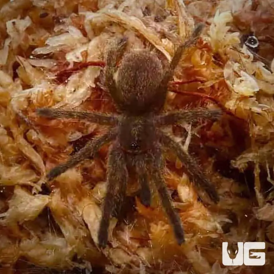 16367 blue baboon tarantula blue hues