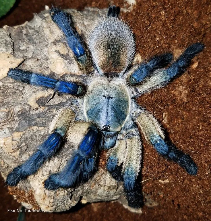 16367 blue baboon tarantula habitat