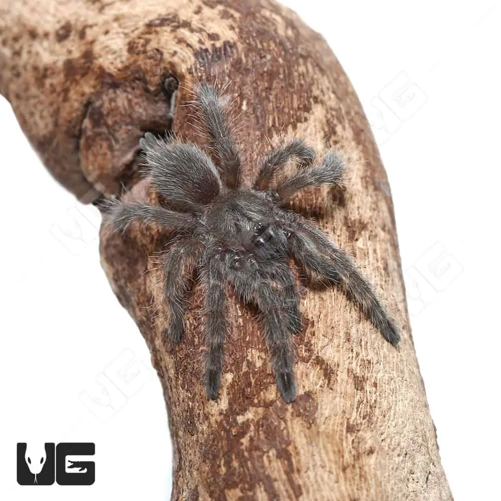 /img/16367-blue-baboon-tarantula-handling.webp
