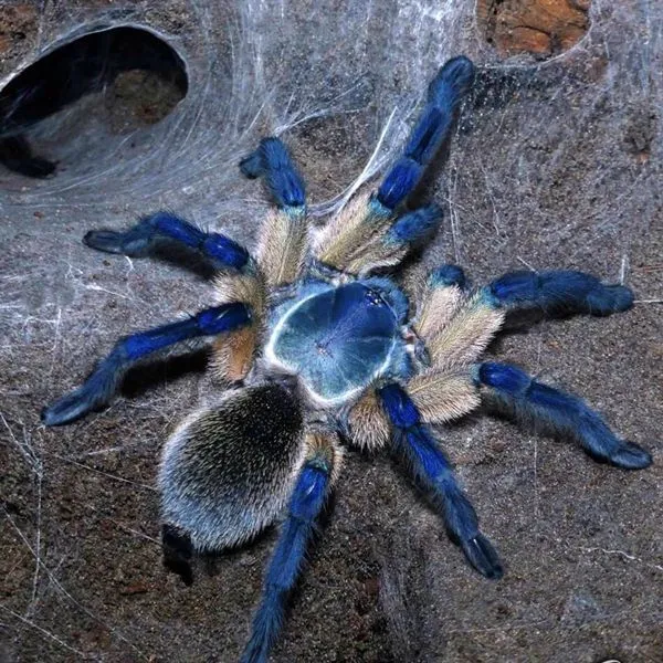 16367 blue baboon tarantula overview