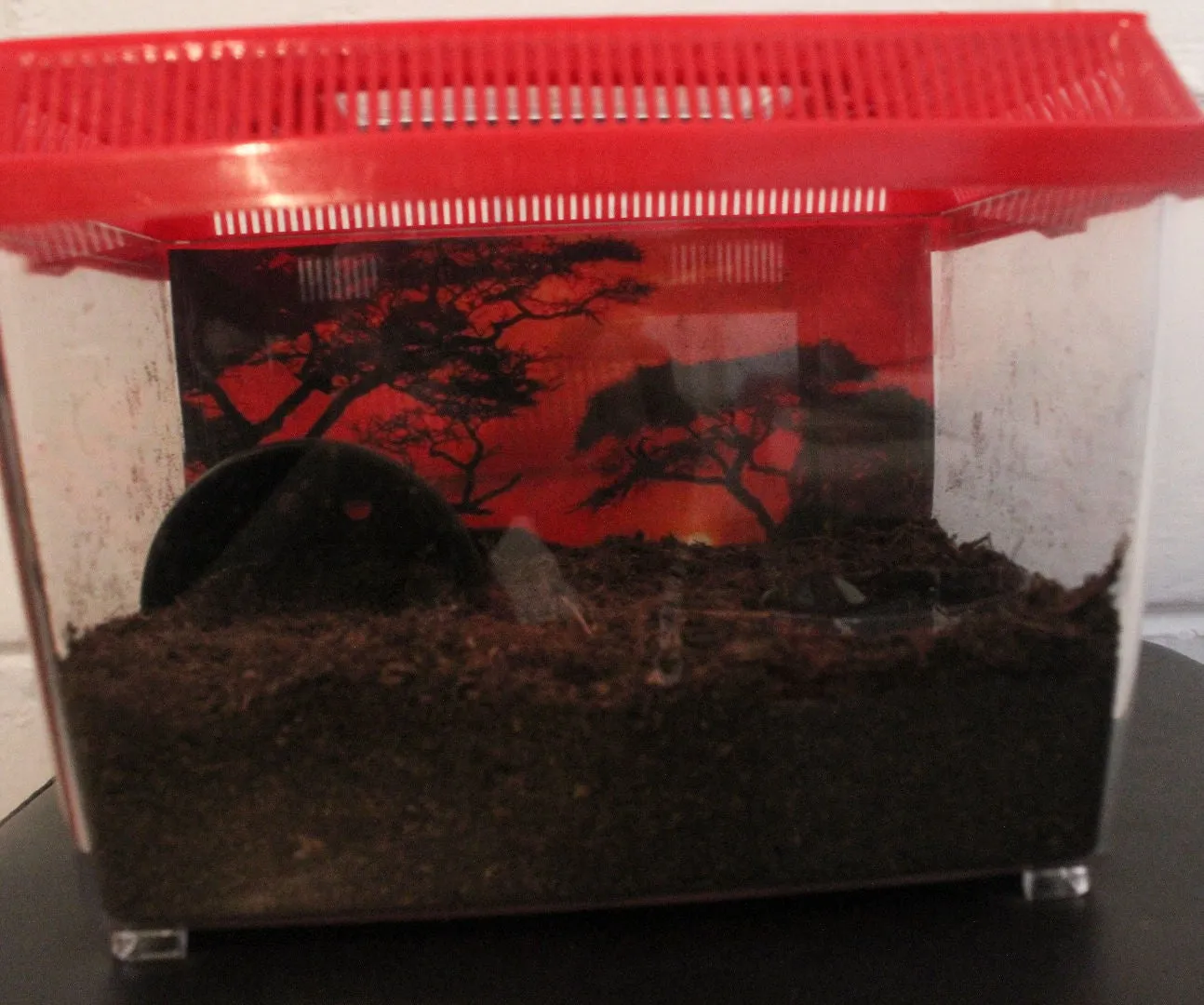 16368 tarantula substrate options
