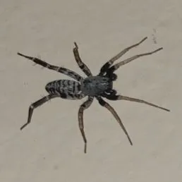 16369 cellar spider hanging