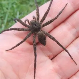 16369 grass spider web