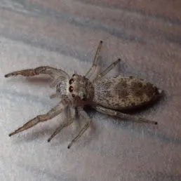 16369 spider bite treatment