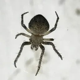 16369 spider field guide