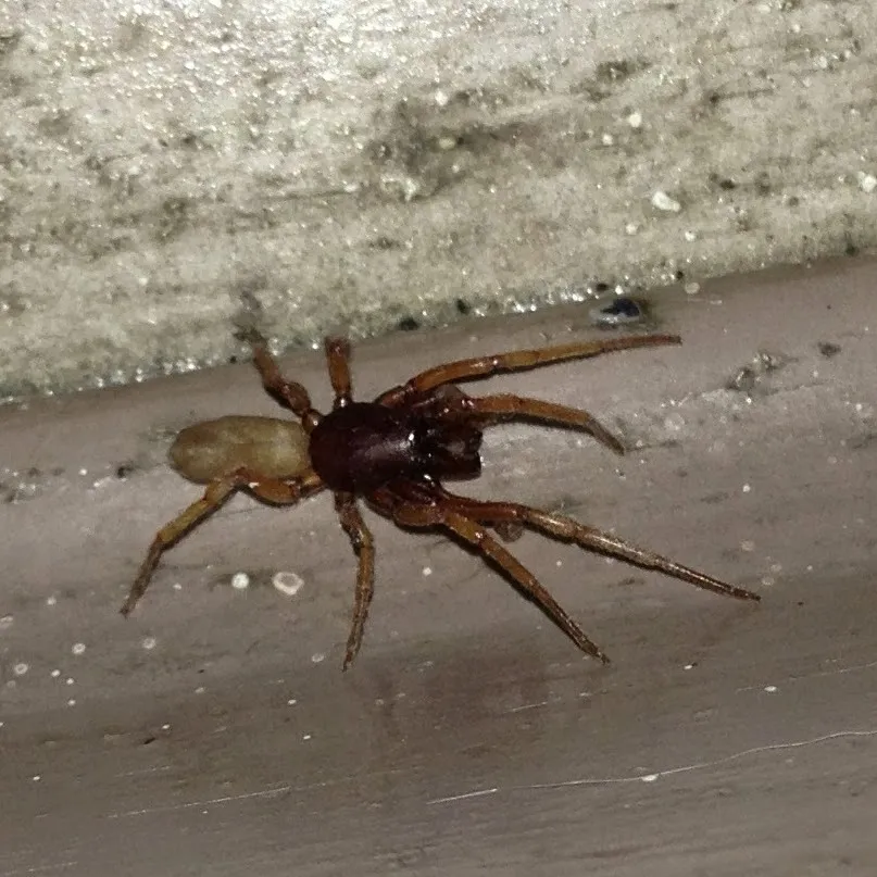 16369 virginia spider overview