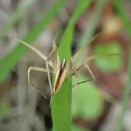 16369 wolf spider close up