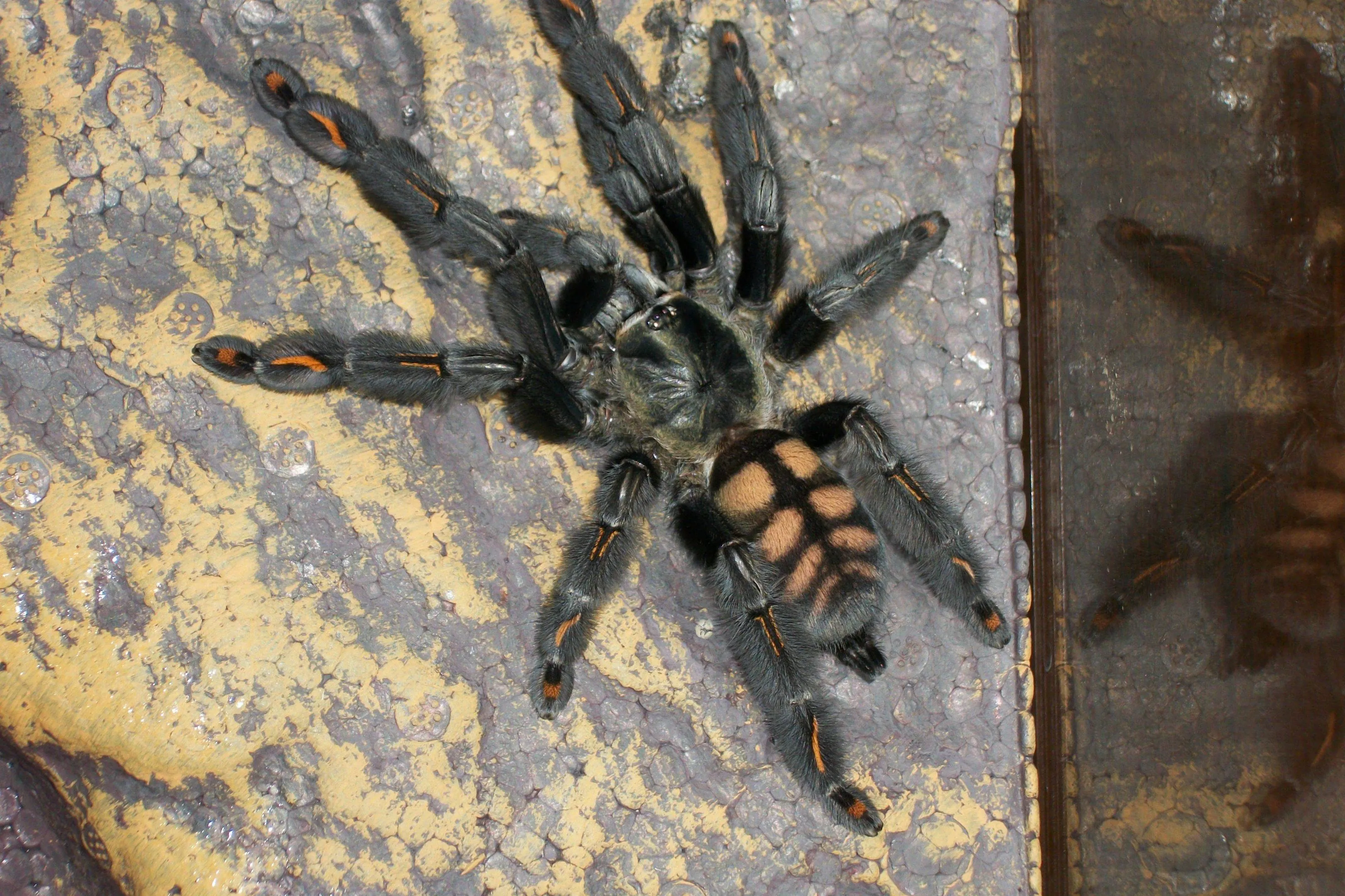 16370 irminia tarantula feeding