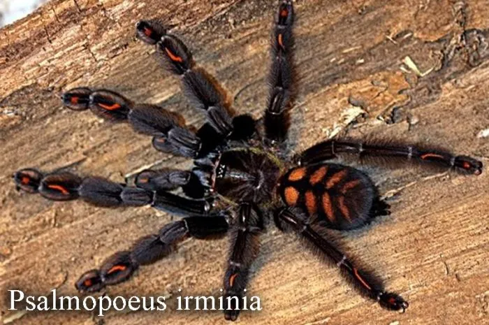 16370 irminia tarantula handling