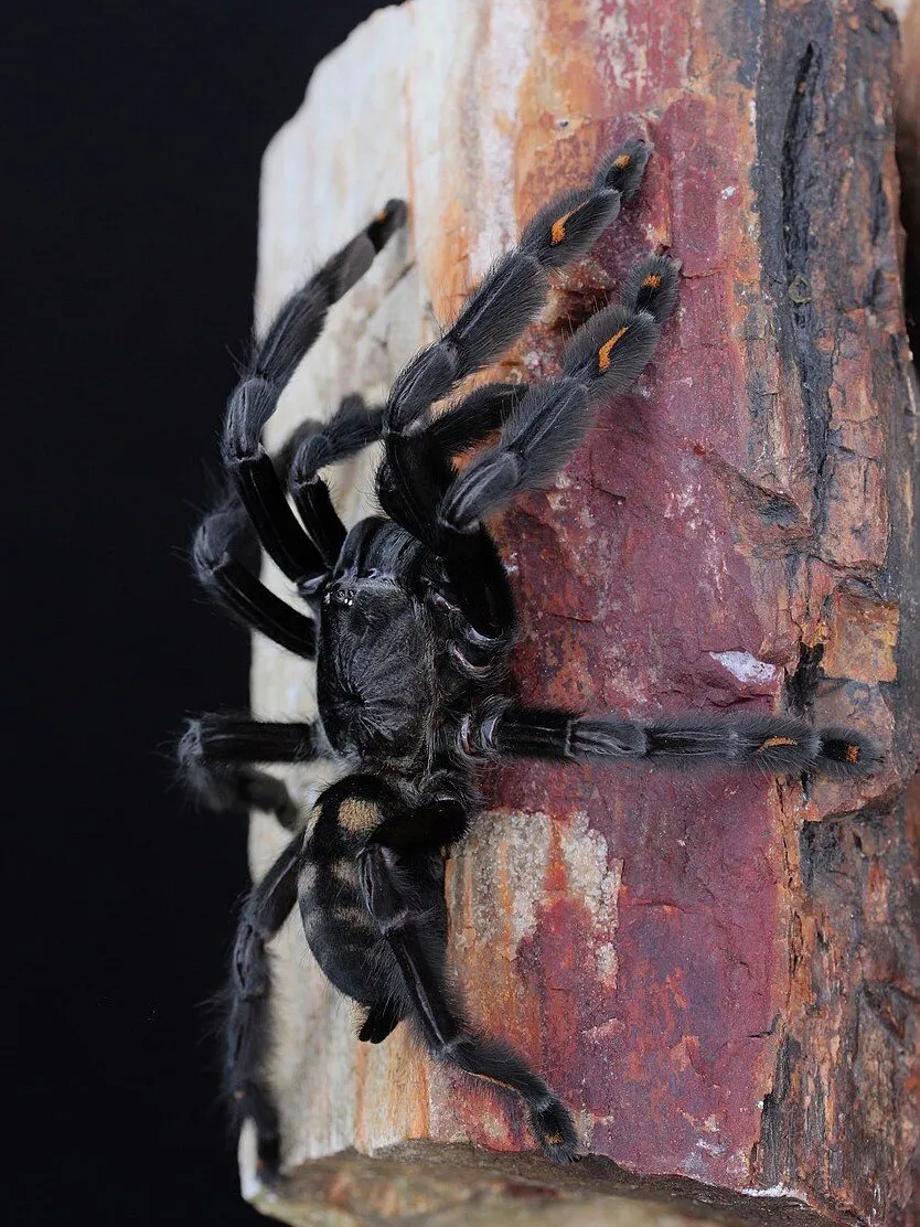 16370 irminia tarantula humidity