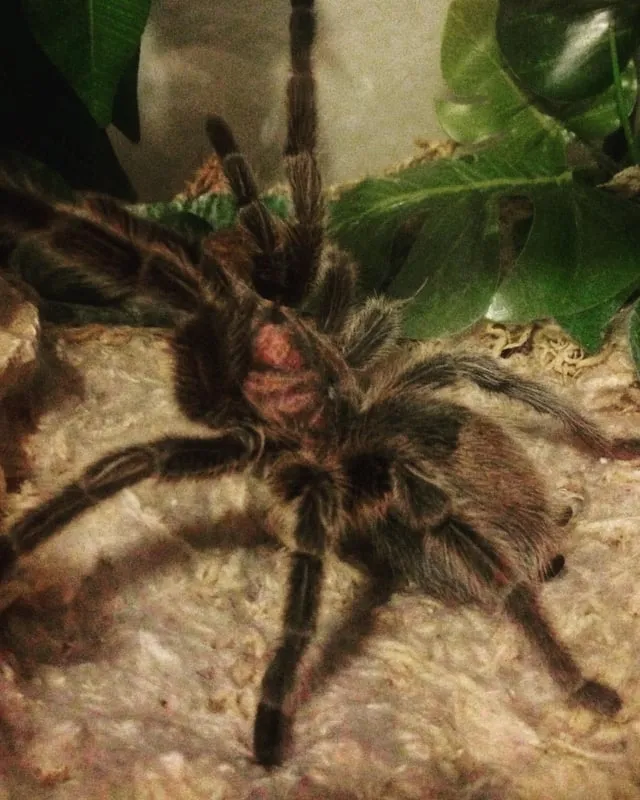 16370 irminia tarantula substrate