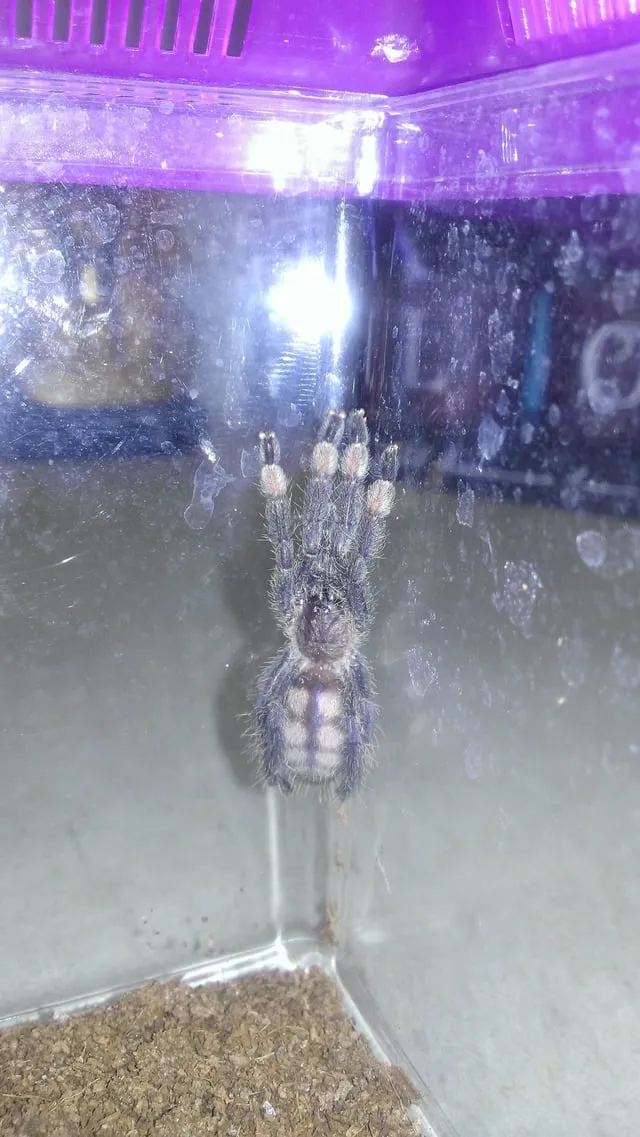 16370 irminia tarantula water