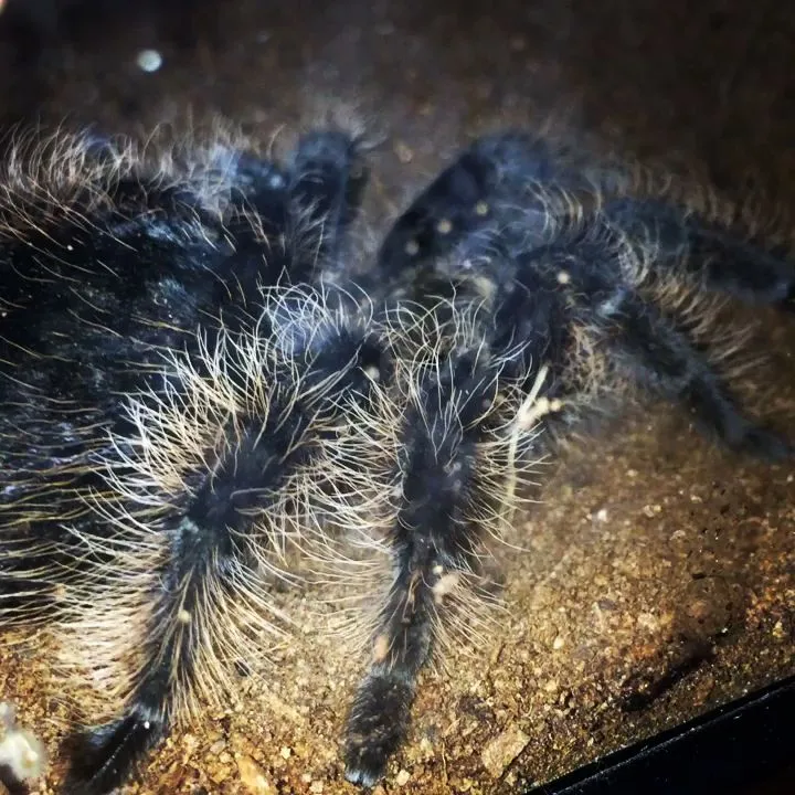/img/16371-tarantula-enclosure.webp